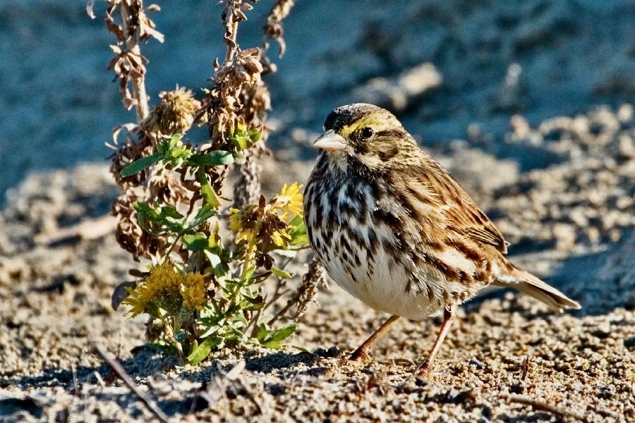Savannah Sparrow, Bolsa Chica Ecological Reserve, Huntington Beach, California. By Elaine R. Wilson. Creative Commons Attribution-Share Alike 2.5 Generic license